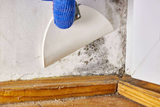 Best Mold Odor Removal Services  in Hamburg, PA